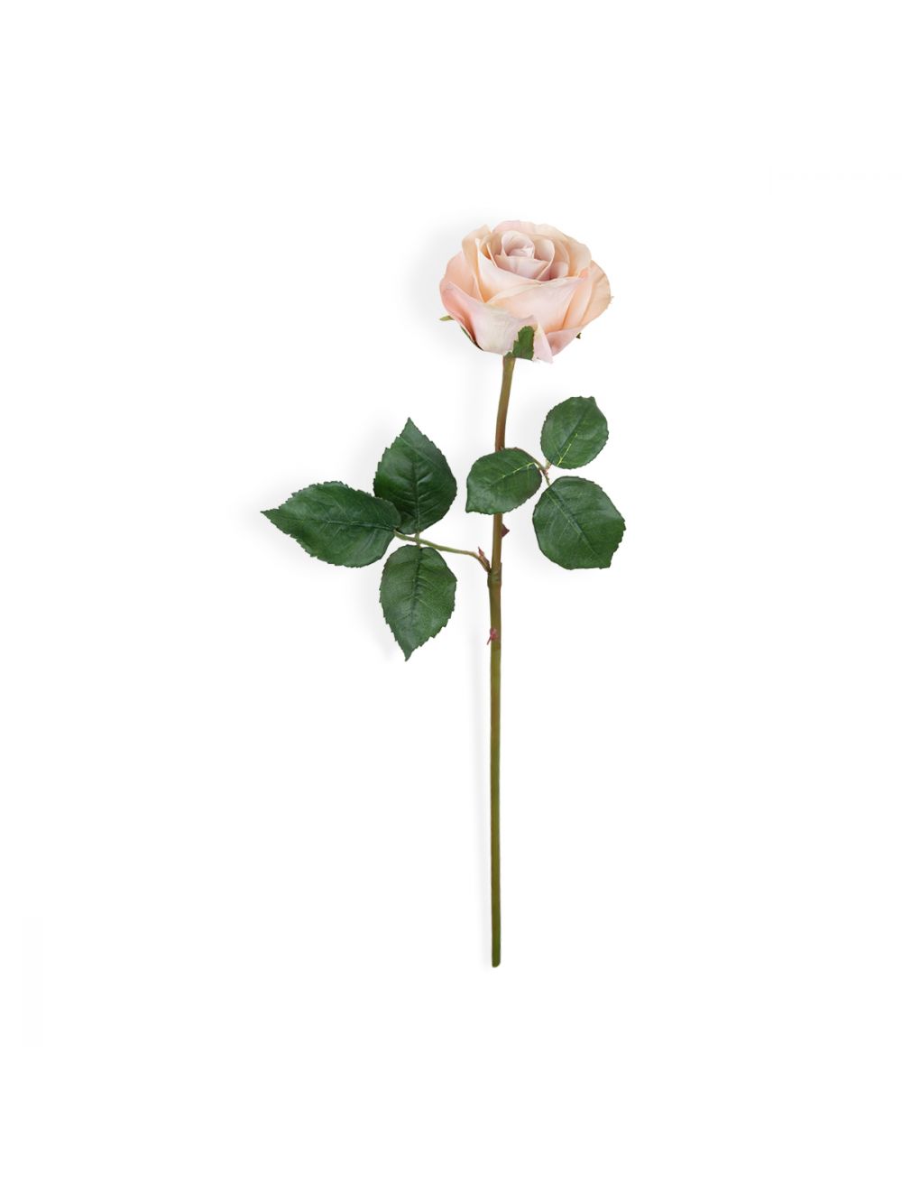 Pink Rose Stem